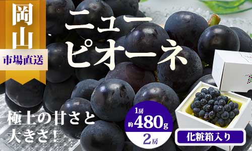 [令和7年発送・先行予約]岡山県産 ニューピオーネ(1房480g以上)2房(約1kg) 化粧箱入り BS-18 ※北海道・沖縄県・離島への配送はできません。