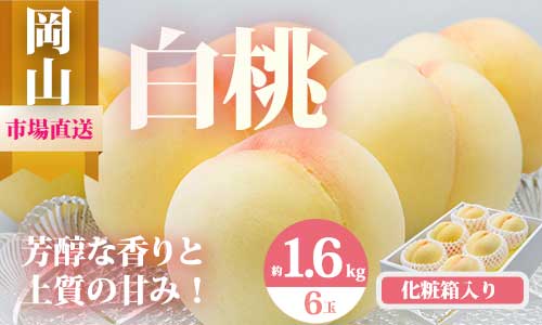 【ふるさと納税】【令和7年発送・先行予約】岡山県産 白桃6玉(合計1.6kg以上)化粧箱入り rr-100 ※北海道・沖縄県・離島への配送はできません。