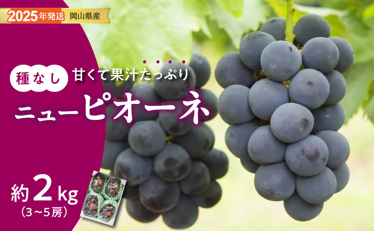 ぶどう ニューピオーネ 秀品 約2kg 3-5房 岡山県産 ぶどうギフト 御礼 プレゼント 御礼 御祝 御供 果物 くだもの フルーツ gg-104