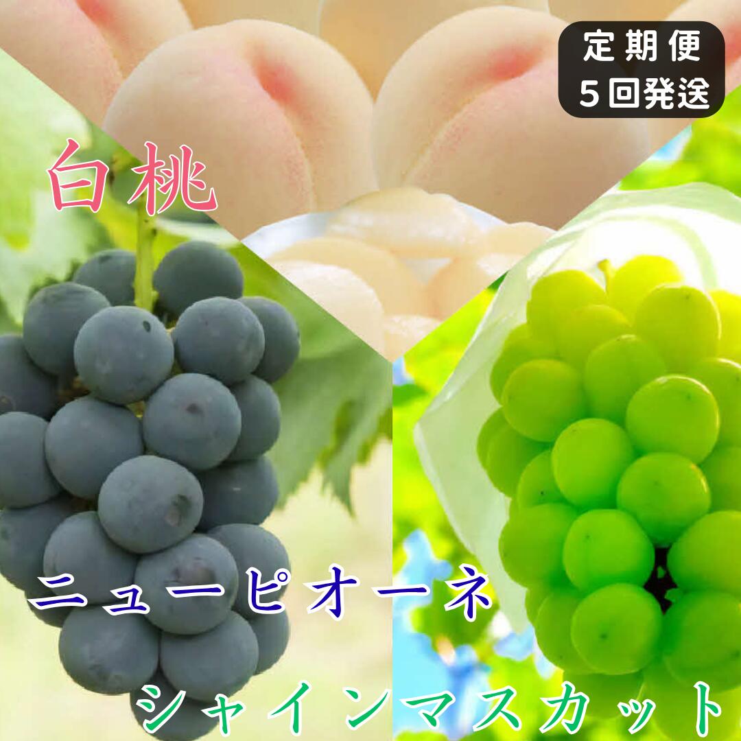 【ふるさと納税】白桃 ニューピオーネ シャインマスカット 晴王 定期便 5回発送 白桃3回 ぶどう2回 岡山県産 御中元 ギフト 御礼 プレゼント 御礼 御祝 御供 果物 くだもの フルーツ 土-21