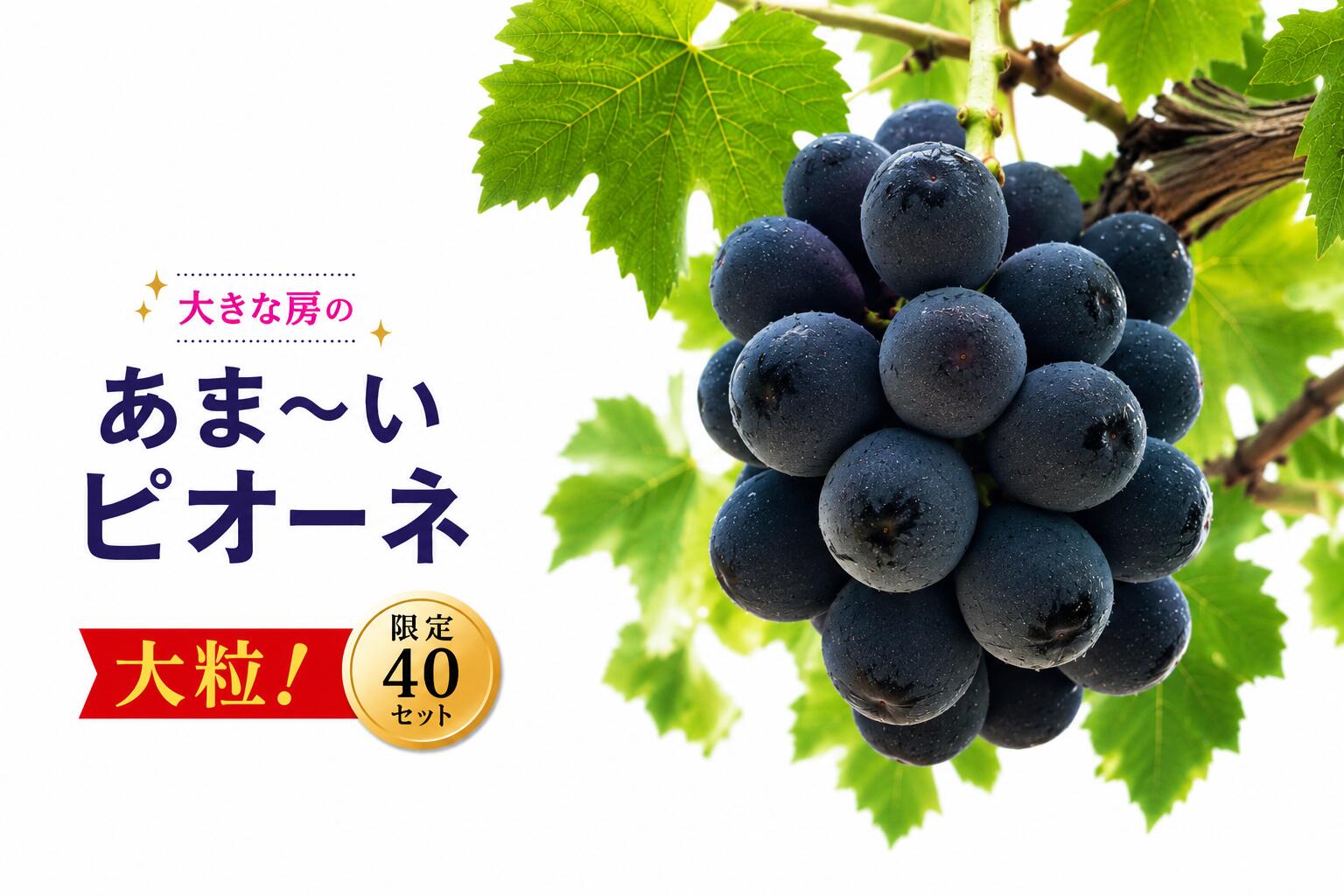 ピオーネ 2〜3房 約1kg 甘い 贈答 ギフト ぶどう フルーツ 果物 数量限定 送料無料 産地直送 [2026年発送]