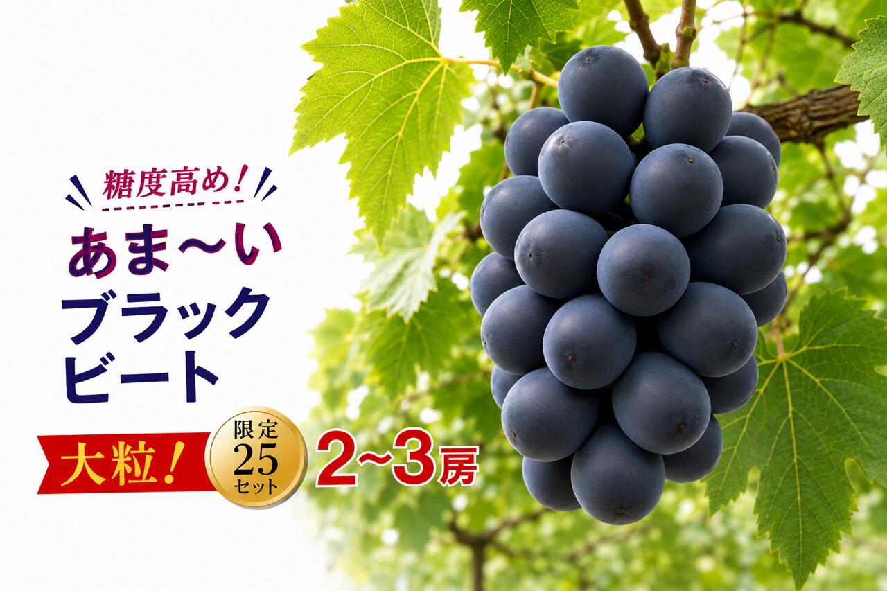 ブラックビート 2〜3房 約1kg 甘い 贈答 ギフト ぶどう フルーツ 果物 数量限定 送料無料 産地直送 [2026年発送]