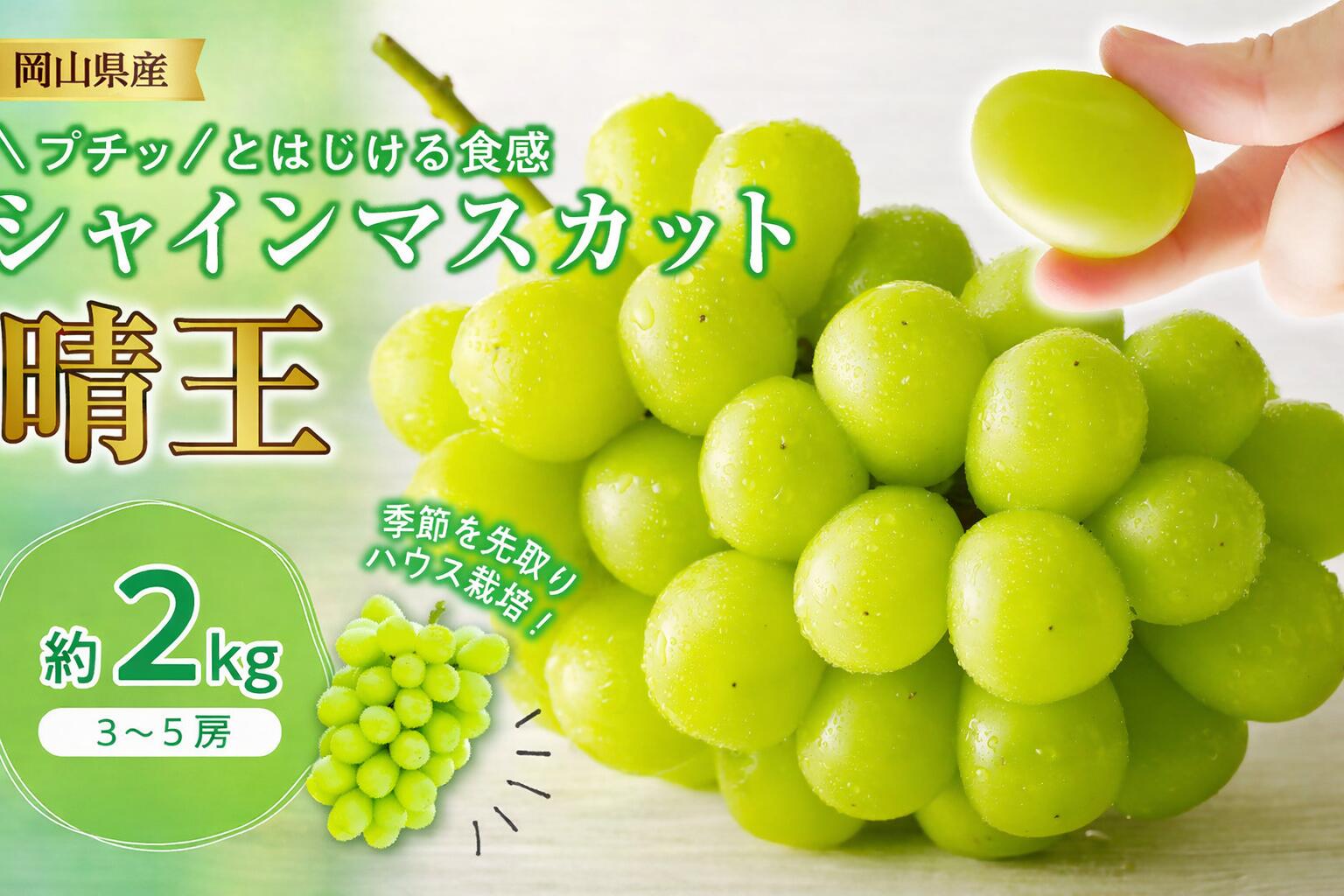 【ふるさと納税】シャインマスカット 晴王 ハウス栽培 約2kg 岡山県産 ぶどう御中元 ギフト 御礼 プレゼント 御礼 御祝 御供 果物 くだもの フルーツ 土-23