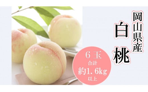 岡山県産　白桃6玉（合計1.6kg以上）（WFH）