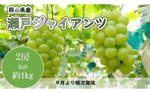 15位! 口コミ数「0件」評価「0」岡山県産　瀬戸ジャイアンツ（1房480g以上・約1kg）2房入り（WFH）