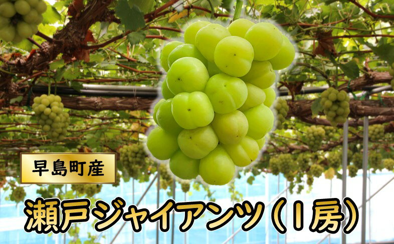 27位! 口コミ数「0件」評価「0」瀬戸ジャイアンツ（1房・800g程度）（林果樹園）