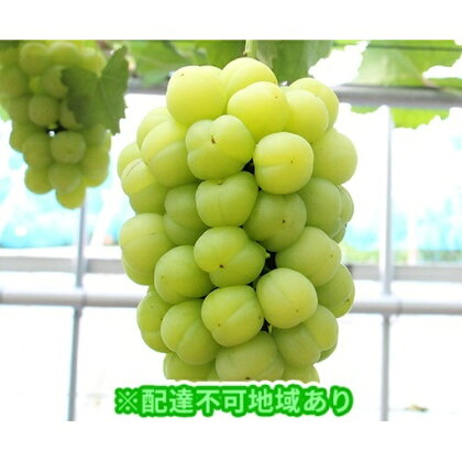 岡山県産 桃太郎ぶどう1房(約500g) 【果物・ぶどう・フルーツ・果物類】 お届け:2020年9月上旬〜2020年10月中旬
