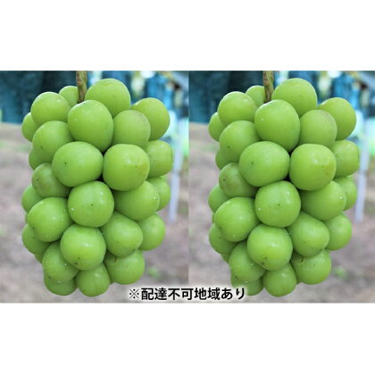●先行予約●黒川農園 シャインマスカット 2房(1房800g以上) 【果物類・ぶどう・マスカット・フルーツ・シャインマスカット・ブドウ・果物】 お届け:2022年10月上旬〜2022年10月下旬