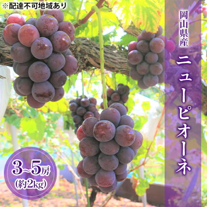 ぶどう 2024年 先行予約 ニューピオーネ （ 種無し ）約2kg（3～5房） ブドウ 葡萄 岡山県 国産 フルーツ 果物 ギフト　【果物・ぶどう・フルーツ・果物類】　お届け：2024年9月上旬～2024年9月中旬