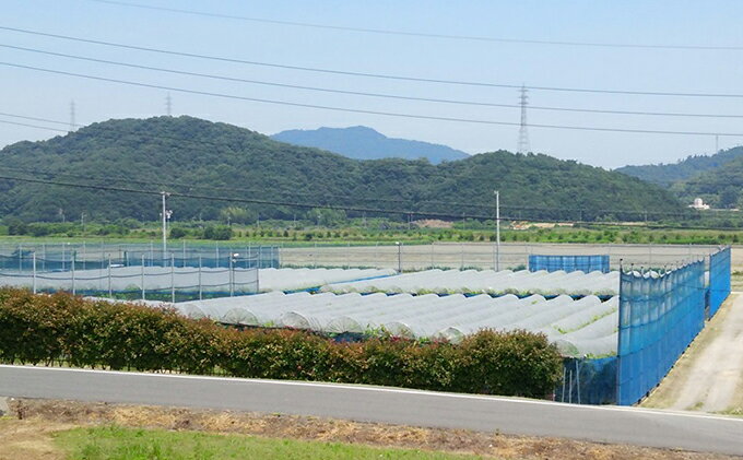 【ふるさと納税】【2026年先行予約】 ぶどう 岡山県産 たたらみねらる シャインマスカット 1.3kg以上（2房～3房） 《2026年8月下旬-10月下旬頃出荷》 葡萄 ブドウ フルーツ 果物 スイーツ 数量限定 期間限定 岡山 里庄町 　お届け：2026年8月下旬～2026年10月下旬 f334456-satosho-10000222 岡山県里庄町 サンプル画像3