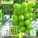 【ふるさと納税】【限定300個】【2025年先行予約】 ぶどう 岡山県産 たたらみねらる シャインマスカット 1房(約600g) 《2025年8月下旬-10月下...
