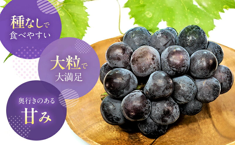 【ふるさと納税】【2026年先行予約】 ぶどう 岡山県産 オーロラブラック （ 種無し ）約1kg（2房） 《2026年9月上旬-中旬頃出荷》 葡萄 ブドウ フルーツ 果物 スイーツ 数量限定 期間限定 岡山 里庄町 　お届け：2026年9月上旬～2026年9月中旬 f334456-satosho-10000296 岡山県里庄町 サンプル画像3