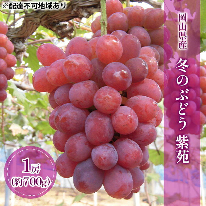 ぶどう 2024年 先行予約 冬のぶどう 紫苑 ( 種無し )1房(約700g) ブドウ 葡萄 岡山県 国産 フルーツ 果物 ギフト [果物・ぶどう・フルーツ・果物類・ブドウ] お届け:2024年10月中旬〜2024年11月上旬