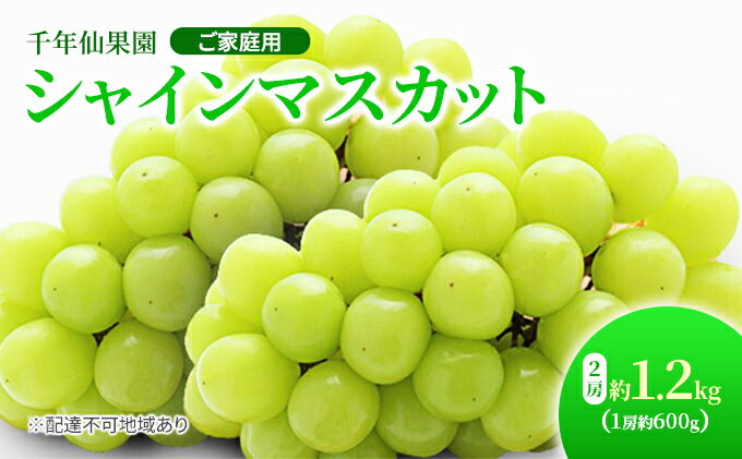 【ふるさと納税】【先行予約】 ぶどう 2024年 ご家庭用 シャインマスカット 2房 約1.2kg（1房約600g） 千年仙果園　【果物類・ぶどう・マスカット・フルーツ・果物・ぶどう】　お届け：2024年8月下旬～2024年9月下旬 2