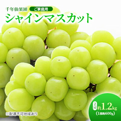 [先行予約] ぶどう 2024年 ご家庭用 シャインマスカット 2房 約1.2kg(1房約600g) 千年仙果園 [果物類・ぶどう・マスカット・フルーツ・果物・ぶどう] お届け:2024年8月下旬〜2024年9月下旬