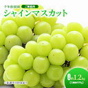 【ふるさと納税】【先行予約】 ぶどう 2024年 ご家庭用 シャインマスカット 2房 約1.2kg（1房約600g） 千年仙果園　【果物類・ぶどう・マスカット・フルーツ・果物・ぶどう】　お届け：2024年8月下旬～2024年9月下旬