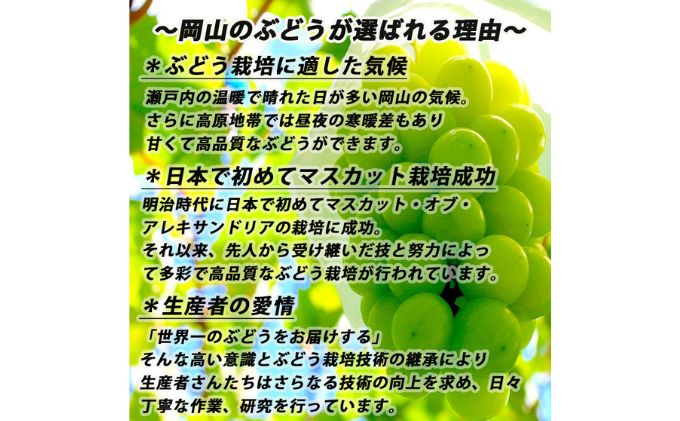 【ふるさと納税】ぶどう 2026年 先行予約 シャイン マスカット 【9月上旬～順次発送分】約2kg 糖度抜群！ ブドウ 葡萄 岡山県産 国産 フルーツ 果物 ギフト 果物類 　お届け：2026年9月上旬～2026年10月上旬 f334456-satosho-10000346 岡山県里庄町 サンプル画像3