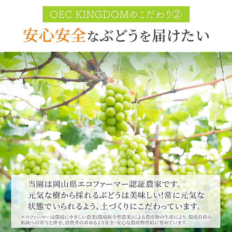 【ふるさと納税】ぶどう 2026年 先行予約 ［ご家庭用］ シャイン マスカット 2房（合計1kg以上） ブドウ 葡萄 岡山県産 国産 フルーツ 果物 OEC KINGDOM ぶどう家 果物類 　お届け：2026年8月下旬～2026年10月上旬 f334456-satosho-10000373 岡山県里庄町 サンプル画像3