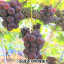 【ふるさと納税】【2025年先行予約】【ご家庭用】ぶどう 岡山県産 ニューピオーネ ( 種無し ) 2kg以上(3~5房) 《2025年9月上旬-中旬頃出荷》 葡萄 ブドウ フルーツ 数量限定 岡山 里庄町 果物 お届け:2025年9月上旬~2025年9月中旬