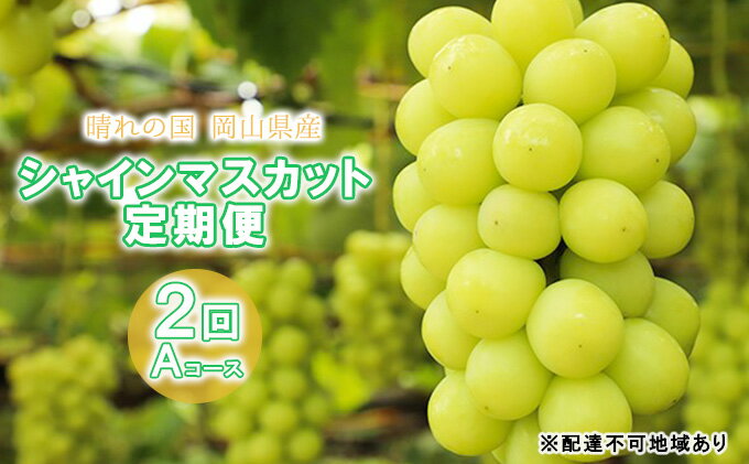 【ふるさと納税】晴れの国 岡山県産 シャインマスカット定期便 2回コース-A　【定期便・ 果物 ぶどう フルーツ デザート 食後 おやつ 皮ごと 種無し 歯ごたえ 新鮮 採れたて 産地直送 】　お届け：2023年10月上旬〜2023年12月12日