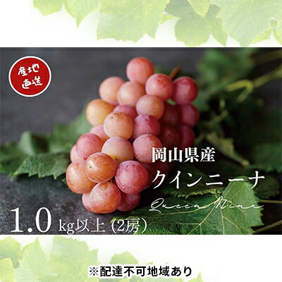 【ふるさと納税】厳選 クイーンニーナ 2房 合計1.0kg以上 産地直送 朝採れ ぶどう 葡萄 Kawahara Green Farm 岡山県産 2023年 【 果物 フルーツ みずみずしい 酸味が少ない さっぱり 希少品種 】 お届け：2024年8月下旬～2024年9月下旬