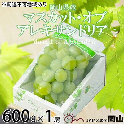 ぶどう 2024年 先行予約 マスカット ・オブ・アレキサンドリア 約600g×1房 6月下旬～7月下旬発送 ブドウ 葡萄 岡山県産 国産 フルーツ 果物 ギフト　【 果物 フルーツ 岡山のぶどう デザート 食後 岡山の果物 】　お届け：2024年6月下旬～2024年7月下旬