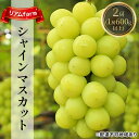 【ふるさと納税】【2026年先行予約】 ぶどう 岡山県産 シャインマスカット 2房(1房600g以上) 《2026年7月下旬-8月下旬頃出荷》 葡萄 ブドウ フルーツ 果物 スイーツ 数量限定 期間限定 里庄町 リアム farm  お届け:2026年7月下旬~2026年8月下旬