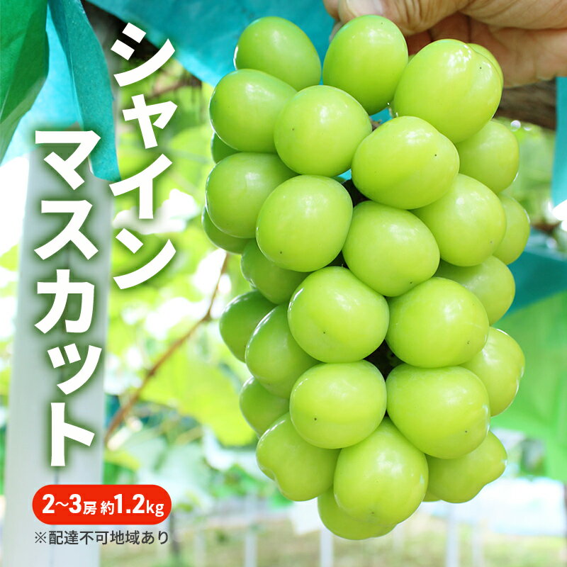 ぶどう 2025年 先行予約 シャインマスカット 2〜3房 約1.2kg ブドウ シャイン マスカット 葡萄 岡山 国産 フルーツ 果物 お届け:2025年9月上旬〜2025年10月下旬
