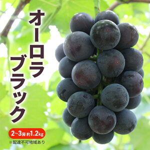 【ふるさと納税】ぶどう 2026年 先行予約 オーロラブラック 2~3房 約1.2kg ブドウ 葡萄 岡山 国産 フルーツ 果物 お届け:2026年9月10日~2026年9月28日