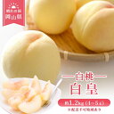 【ふるさと納税】【 2026年 先行予約】 桃 岡山県産 白皇 ( 白桃 ) 約1.2kg (4~5玉) 《2026年8月中旬-8月下旬頃出荷》 白桃 岡山 はくとう スイーツ フルーツ 果物 先行予約 数量限定 期間限定 里庄町 モモ もも お届け:2026年8月中旬~2026年8月下旬