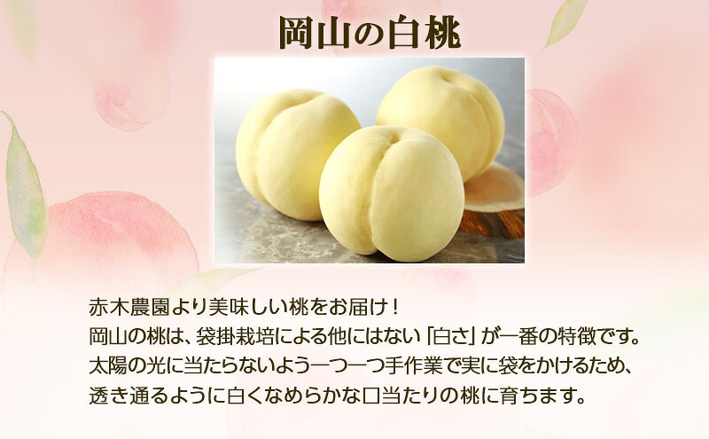【ふるさと納税】桃 2026年 先行予約 ご家庭用 岡山の白桃 約1.3kg 4～6玉 白桃 もも モモ フルーツ 果物 岡山県産 国産 赤木農園　お届け：2026年7月上旬～2026年8月13日頃まで f334456-satosho-10001193 岡山県里庄町 サンプル画像3