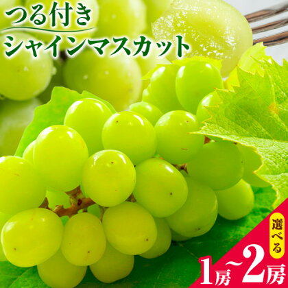 岡山県産 選べる！ つる付き シャインマスカット 1房 (680g以上) 2房 (580g以上) 【配送不可地域あり】 《出荷時期をお選びください》 岡山県 矢掛町 マスカット ぶどう 葡萄 果物