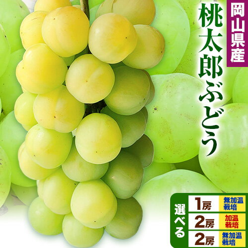 岡山県産 桃太郎ぶどう 選べる 1房 (680g以上) 2房 (480g以上) 加温栽培 無加温栽培[配送不可地域あり]加温栽培[7月上旬-8月末頃に出荷予定(土日祝除く)] 無加温栽培[9月上旬-10月末頃に出荷予定(土日祝除く)] 岡山県 矢掛町 ぶどう 葡萄 果物