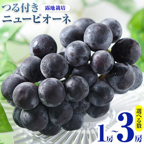 22位! 口コミ数「0件」評価「0」 岡山県産 選べる つる付きニューピオーネ 2房 580g以上3房 580g以上 1房 680g以上 露地栽培 葡萄 果物 厳選出荷 スイー･･･ 