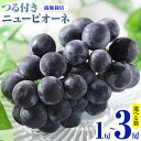 【ふるさと納税】 岡山県産 選べる つる付きニューピオーネ 2房 580g以上3房 580g以上 1房 680g以上 露地栽培 葡萄 …