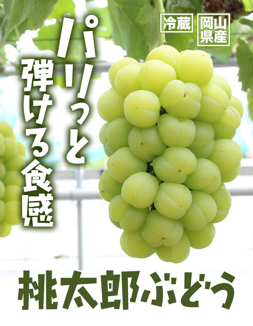 【ふるさと納税】【2026年発送先行予約】岡山県産 桃太郎ぶどう 1.3kg 2房-3房 晴れの国おかやま館 《2026年9月上旬-9月下旬頃出荷》岡山県 矢掛町 葡萄 ぶどう 果物 スイーツ フルーツ デザート【配送不可地域あり】（離島）