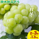 【ふるさと納税】【2026年発送先行予約】岡山県産 桃太郎ぶどう 1.3kg 2房-3房 晴れの国おかやま館 《2026年9月上旬-9月下旬頃出荷》岡山県 矢掛町 葡萄 ぶどう 果物 スイーツ フルーツ デザート【配送不可地域あり】(離島)
