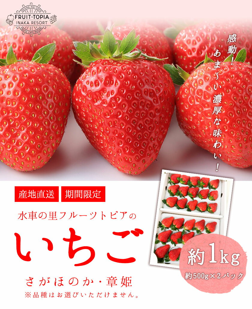 【ふるさと納税】 やかげの いちご ギフト セット(さがほのか・章姫) 約1kg(約500g×2P)《1月中旬-2月末頃出荷》水車の里フルーツトピア岡山県矢掛町産 苺 果物 フルーツ