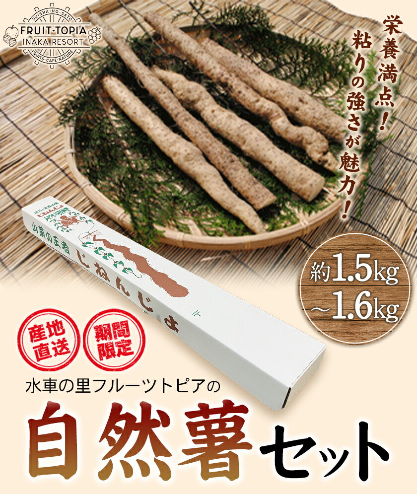 【ふるさと納税】【先行予約】 自然薯セット《11月中旬‐12月末頃出荷》水車の里フルーツトピア 岡山県矢掛町産 自然薯　野菜 自然生 山芋