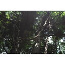 【ふるさと納税】新庄村 森林セラピー体験チケット(5名様分)【1606996】