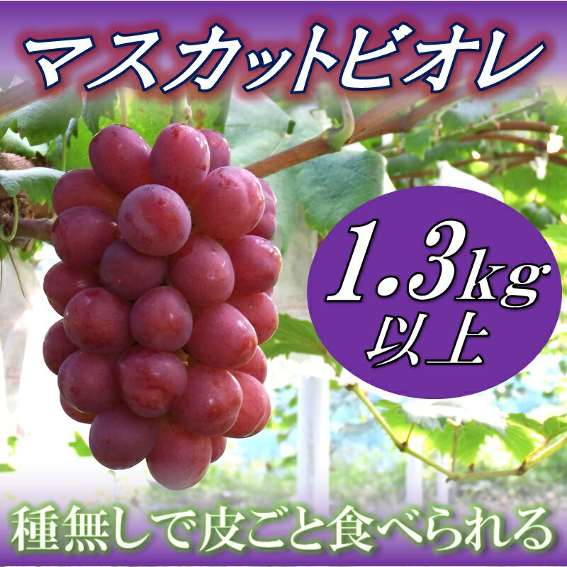 【ふるさと納税】岡山県産 マスカットビオレ 1.3kg以上_【10月中旬から11月中旬発送】_A19