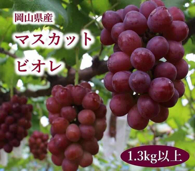 岡山県産 マスカットビオレ 1.3kg以上_[10月中旬から11月中旬発送]_A19