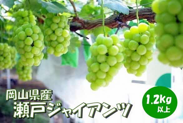 岡山県 勝央町産 瀬戸ジャイアンツ 1.2kg以上 (2房)_[10月発送]_