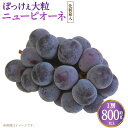 【ふるさと納税】ぼっけえ大粒 ニューピオーネ 1房(800g以上) 化粧箱入り 【2025年9月上旬~10月上旬迄発送予定】 ぶどう ブドウ 葡萄 ピオーネ 果物 くだもの フルーツ 冷蔵 国産 お取り寄せ 岡山県 奈義町 送料無料