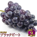 【ふるさと納税】【選べる容量】岡山県産 ブラックビート 約600g〜約2kg ぶどう ブドウ 葡萄 果物 くだもの フルーツ 黒ぶどう お取り寄せ 冷蔵 おかや...