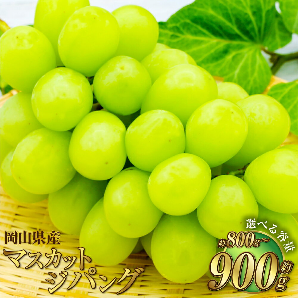 [選べる容量]岡山県産 マスカットジパング 約800g または 約900g マスカット ぶどう ブドウ 葡萄 種無し 種なし 果物 くだもの フルーツ お取り寄せ 冷蔵 おかやま 岡山県 奈義町 送料無料[2026年7月下旬〜8月下旬発送予定]