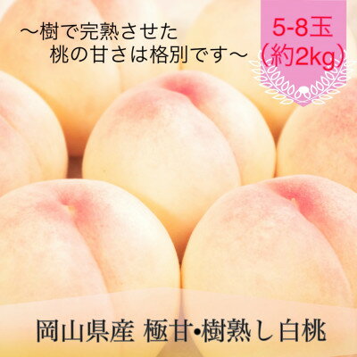 【ふるさと納税】岡山県産 極甘・樹熟し白桃 5-8玉(約2kg)【配送不可地域：離島】【1740177】
