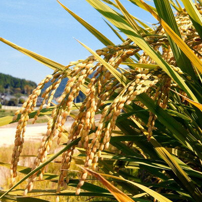 【ふるさと納税】【新米受付】【令和8年産 / 無洗米】岡山県産あきたこまち 2kg |精米HACCP認証工場|【1769058】 f336637-kumenan-10000160 岡山県久米南町 サンプル画像2