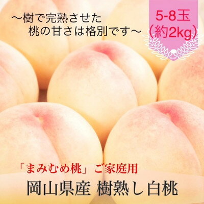 【ふるさと納税】【2027年発送】岡山県産 樹熟し白桃『まみむめ桃』(ご家庭用) 化粧箱入り【配送不可地域：離島】【1779255】