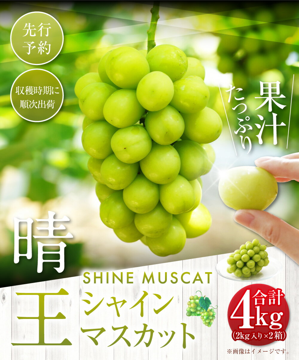 【ふるさと納税】シャインマスカット 晴王 約4kg 約2kg入り×2箱 マスカット ぶどう ブドウ 葡萄 フルーツ 果物 高級 旬 先行予約 季節限定 岡山県 美咲町 常温 【2024年9月下旬-10月下旬発送予定】 送料無料